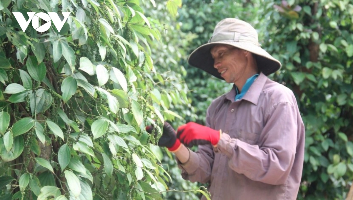 Vietnamese pepper exports surge in value despite decline in volume